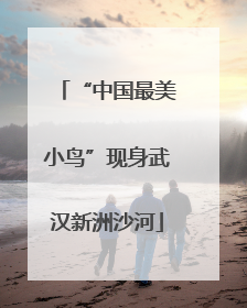 “中国最美小鸟”现身武汉新洲沙河