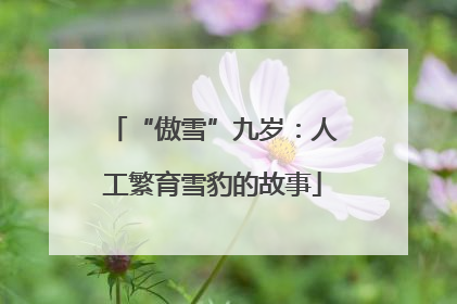 “傲雪”九岁：人工繁育雪豹的故事