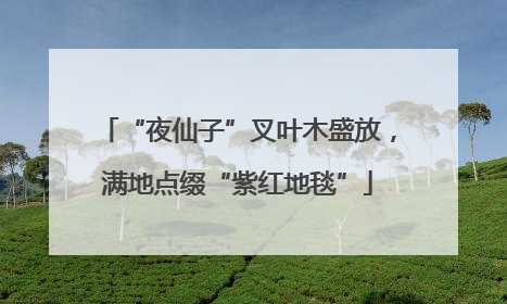 “夜仙子”叉叶木盛放，满地点缀“紫红地毯”