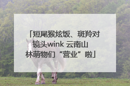 短尾猴炫饭、斑羚对镜头wink 云南山林萌物们“营业”啦