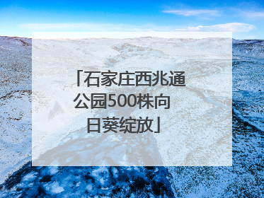 石家庄西兆通公园500株向日葵绽放