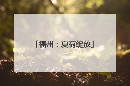 福州：夏荷绽放