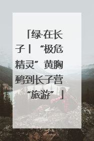 绿·在长子丨“极危精灵”黄胸鹀到长子营“旅游”