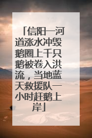 信阳一河道涨水冲毁鹅圈上千只鹅被卷入洪流，当地蓝天救援队一小时赶鹅上岸