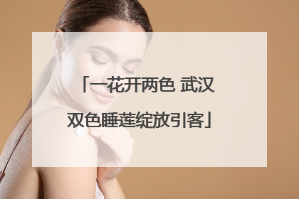 一花开两色 武汉双色睡莲绽放引客