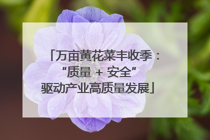 万亩黄花菜丰收季：“质量 + 安全” 驱动产业高质量发展