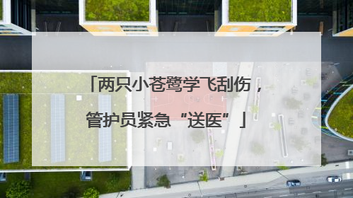 两只小苍鹭学飞刮伤，管护员紧急“送医”