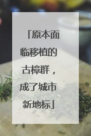 原本面临移植的古樟群，成了城市新地标