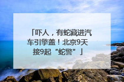 吓人，有蛇藏进汽车引擎盖！北京9天接9起“蛇警”