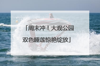 周末冲！大观公园双色睡莲惊艳绽放