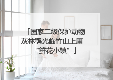 国家二级保护动物灰林鸮光临竹山上庸“鲜花小镇”