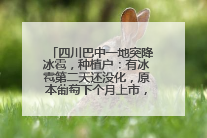 四川巴中一地突降冰雹，种植户：有冰雹第二天还没化，原本葡萄下个月上市，现在全被打落
