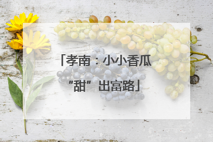 孝南：小小香瓜 “甜”出富路