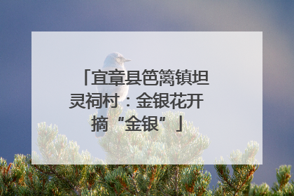宜章县笆篱镇坦灵祠村：金银花开摘“金银”