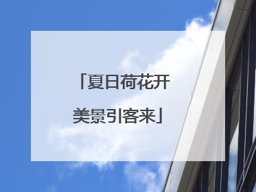 夏日荷花开 美景引客来