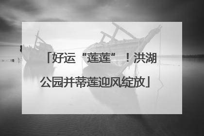 好运“莲莲”！洪湖公园并蒂莲迎风绽放