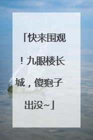 快来围观！九眼楼长城，傻狍子出没~