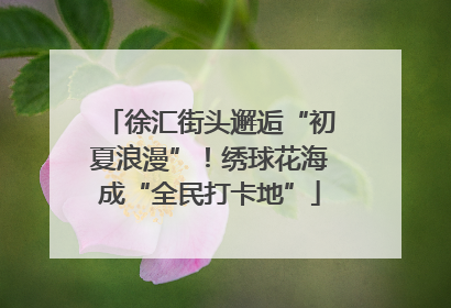 徐汇街头邂逅“初夏浪漫”！绣球花海成“全民打卡地”