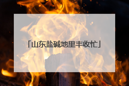 山东盐碱地里丰收忙