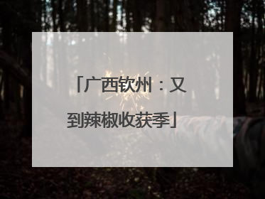 广西钦州：又到辣椒收获季