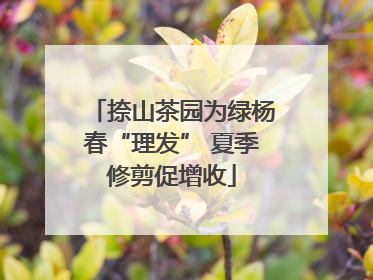 捺山茶园为绿杨春“理发” 夏季修剪促增收