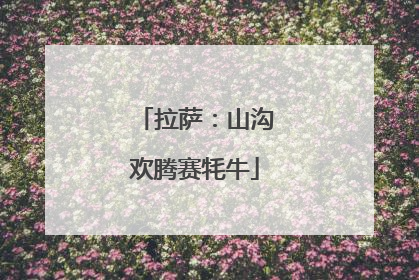 拉萨：山沟欢腾赛牦牛
