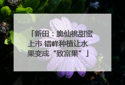 新田：脆仙桃甜蜜上市 错峰种植让水果变成“致富果”