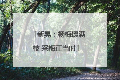新晃：杨梅缀满枝 采梅正当时