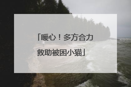 暖心！多方合力救助被困小猫