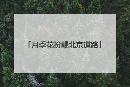 月季花扮靓北京道路