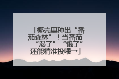 椰壳里种出“番茄森林”！当番茄“渴了”“饿了”还能精准投喂→