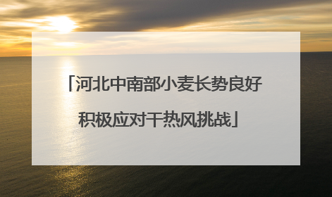 河北中南部小麦长势良好 积极应对干热风挑战
