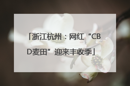 浙江杭州：网红“CBD麦田”迎来丰收季