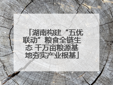 湖南构建“五优联动”粮食全链生态 千万亩粮源基地夯实产业根基