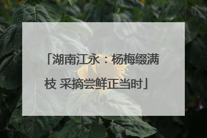 湖南江永：杨梅缀满枝 采摘尝鲜正当时
