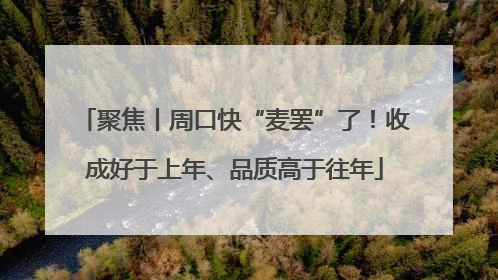 聚焦丨周口快“麦罢”了！收成好于上年、品质高于往年