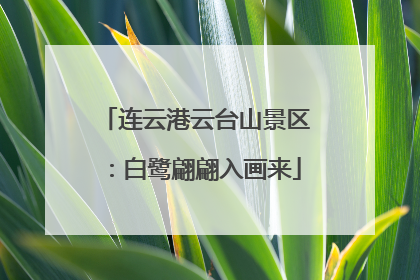 连云港云台山景区：白鹭翩翩入画来