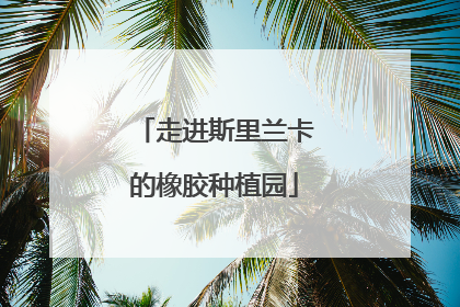 走进斯里兰卡的橡胶种植园