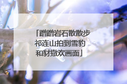 蹭蹭岩石散散步 祁连山拍到雪豹和豺撒欢画面