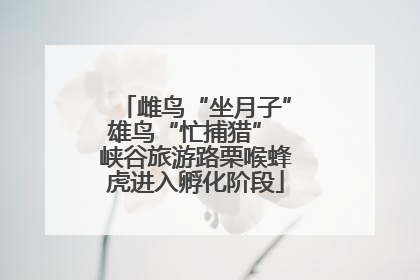 雌鸟“坐月子”雄鸟“忙捕猎” 峡谷旅游路栗喉蜂虎进入孵化阶段