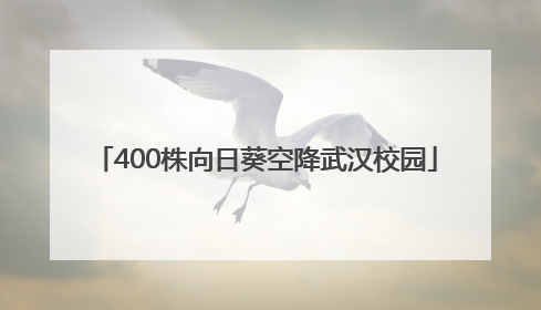 400株向日葵空降武汉校园
